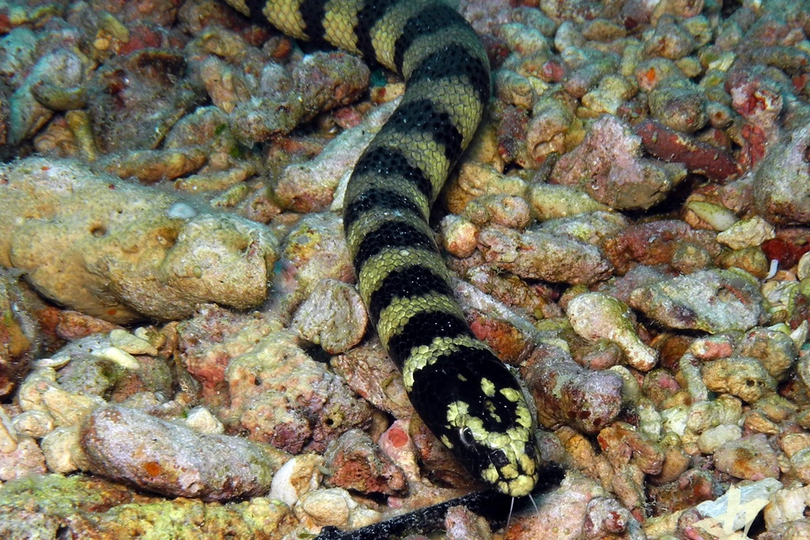 The Turtleheaded Sea Snake Whats That Fish!