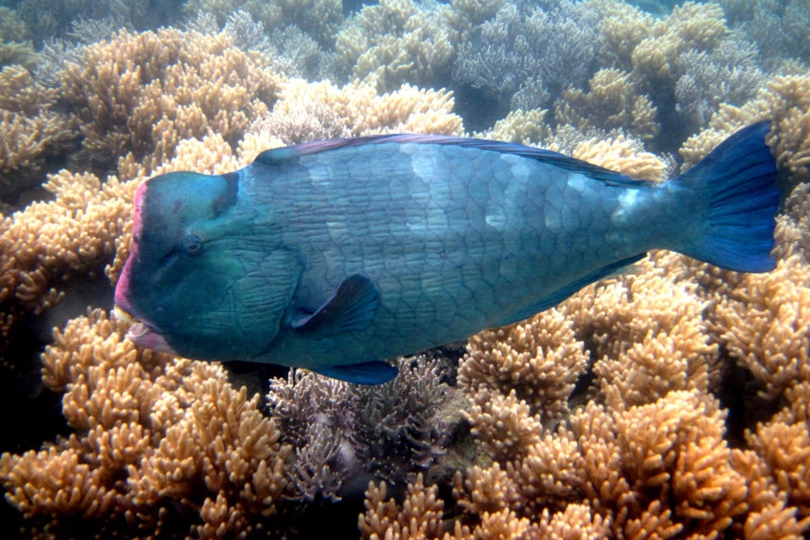The Bumphead Parrotfish Whats That Fish!