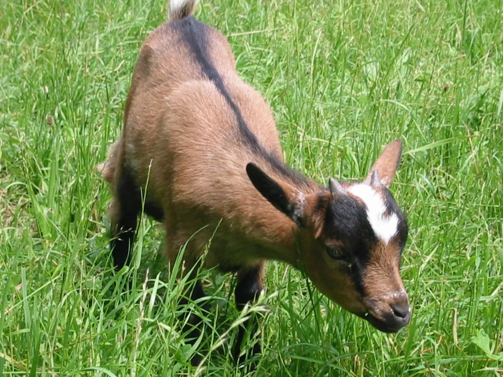 Small Animal Sale