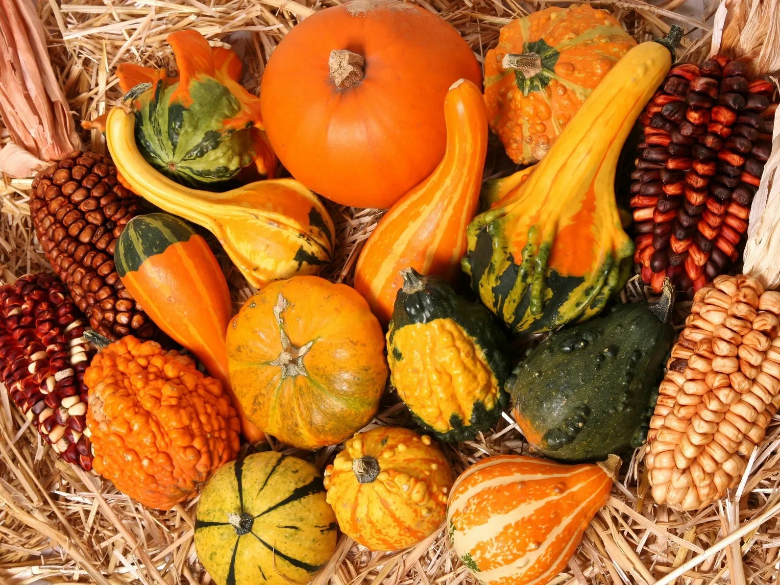 Maple Lane Farm Corn Maze in Newville Harrisburg, Pennsylvania