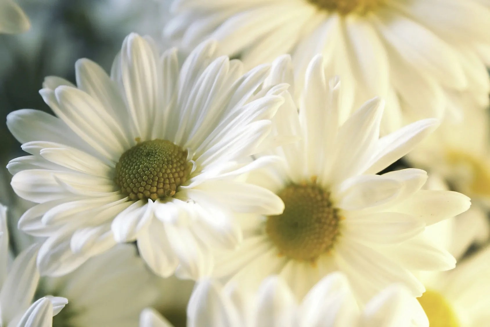 Wilbraham Junior Womens