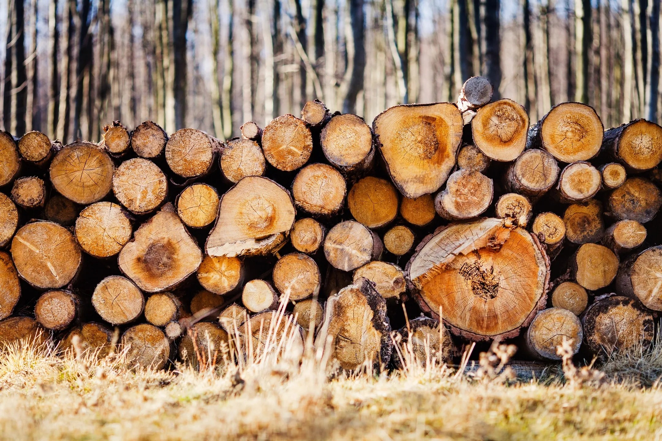 Homestead Lumber Company Lumber, Rustic, Wood