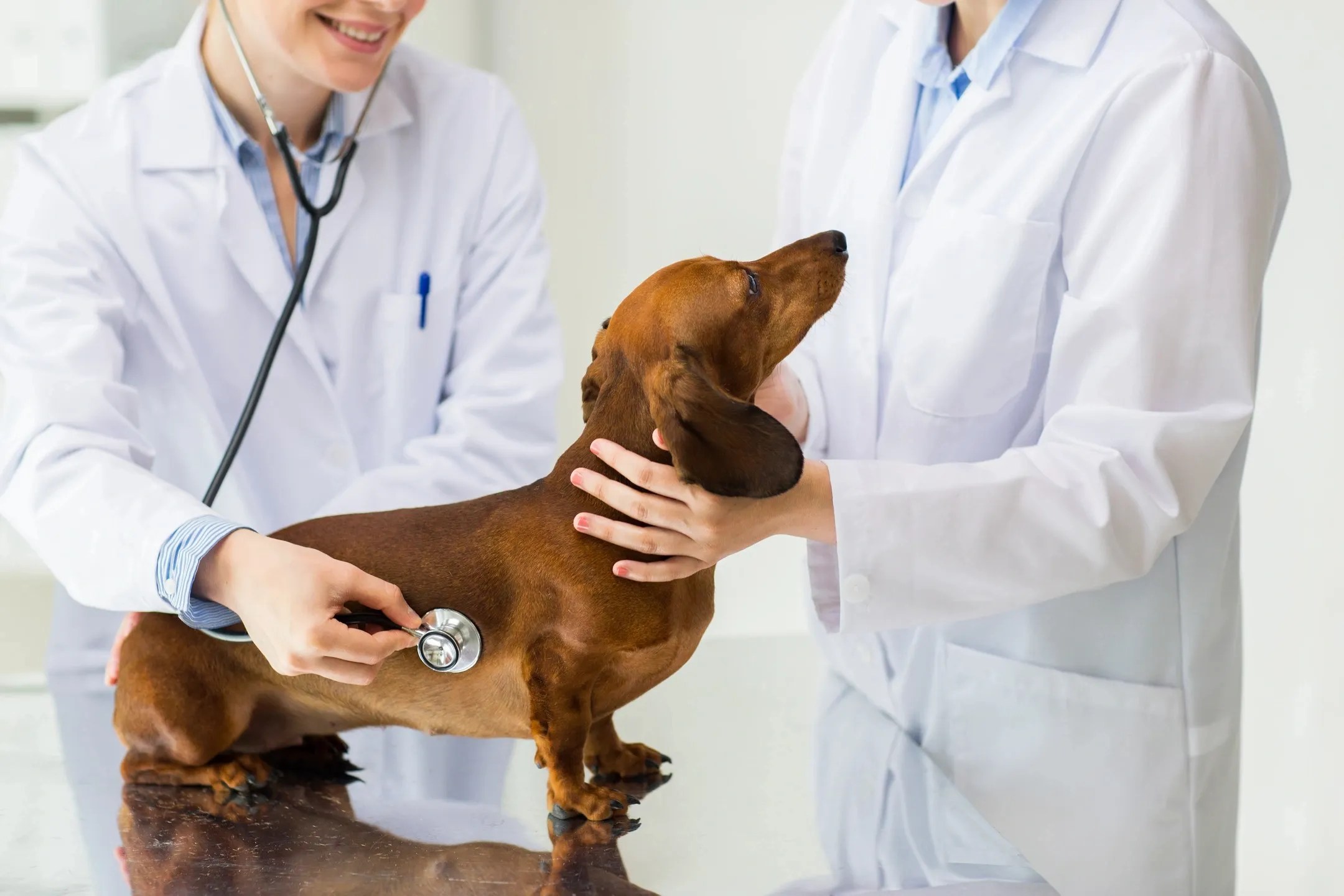 Veterinary Oncology and Referral Clinic
