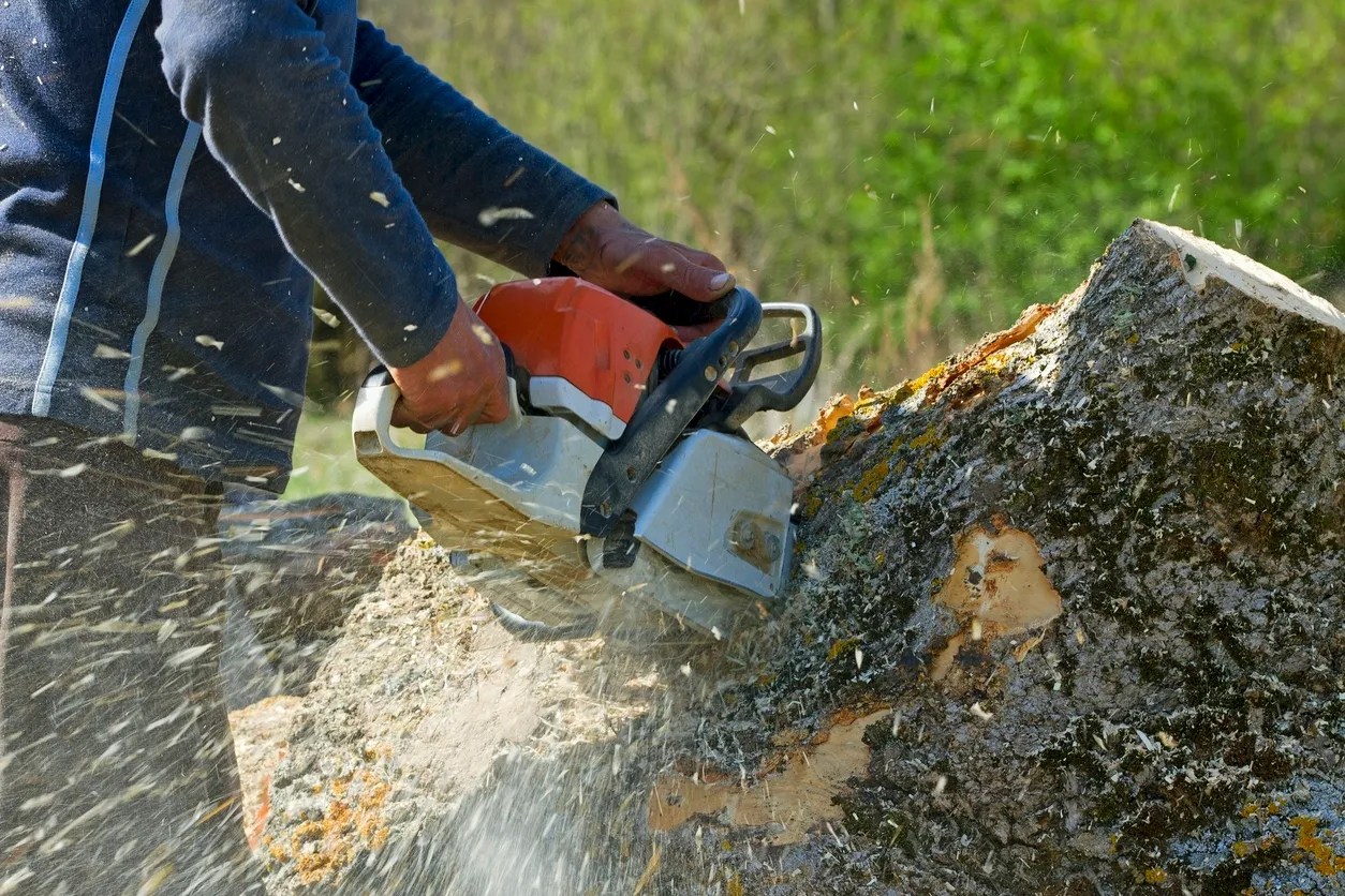 Woodpecker Tree Service Tree Services, Tree Removal, Tree Trimming