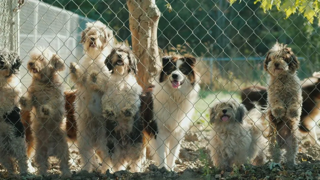 Adoptions Randolph County Animal Shelter