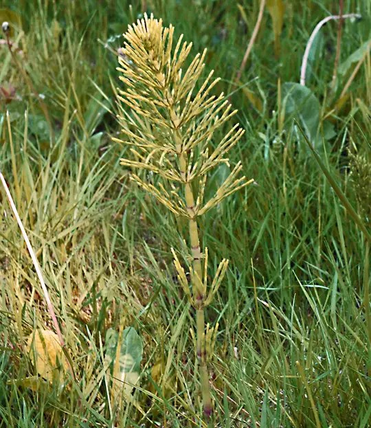LA PRELE DES CHAMPS (queue de renard) FLORE DE SENLISSE