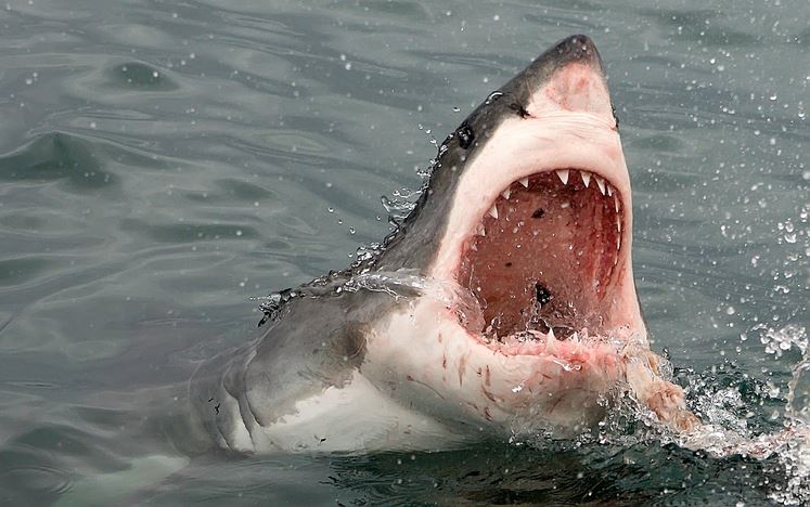 Schoolteacher Philip Mullaly Stumbles on Teeth of