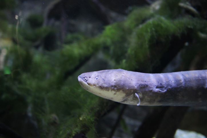 Researchers Make Surprise Discovery About Electric Eels