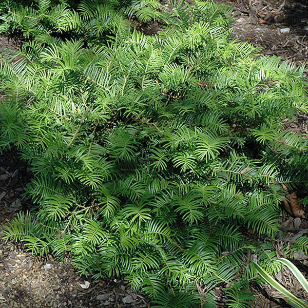Conifers CEPHALOTAXUS HARR PROSTRATA 3G