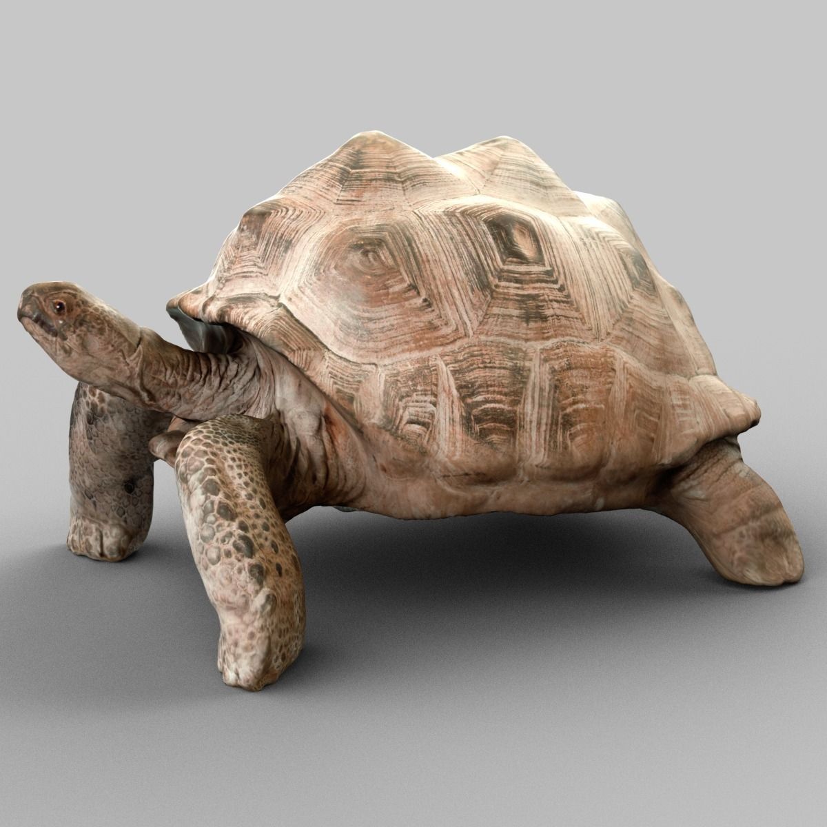 Turtle 3D Model Game ready .obj