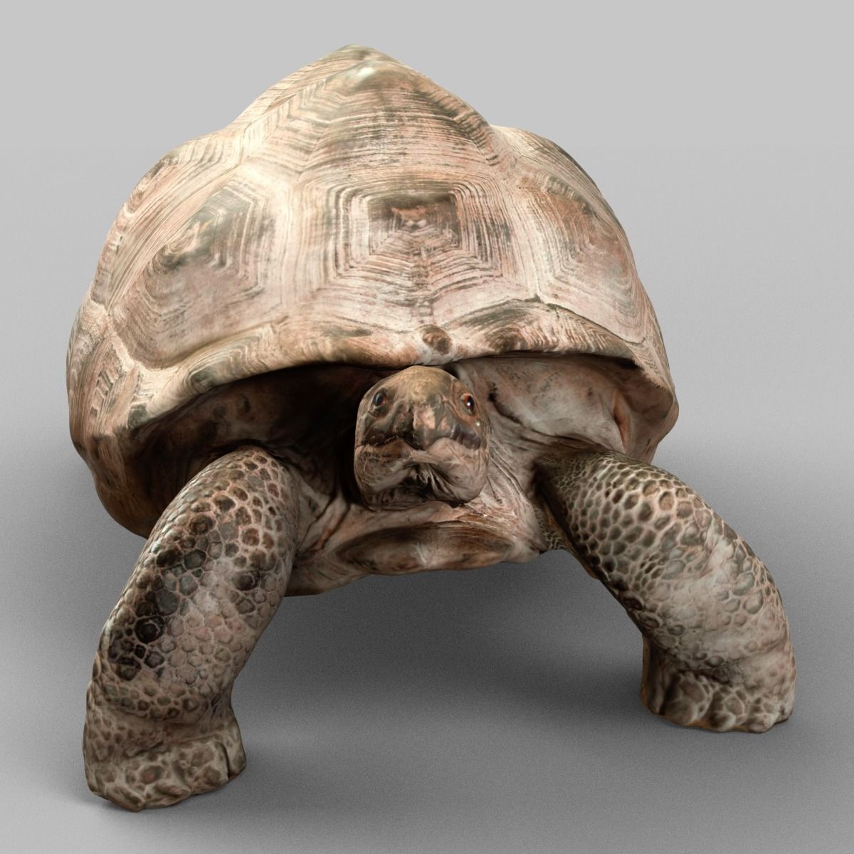 Turtle 3D Model Game ready .obj