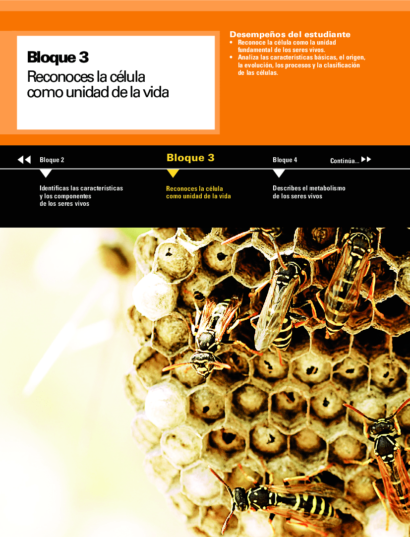 Bloque III Biologia 1 Bachillerato Martha Patricia Velázquez Ocampo93