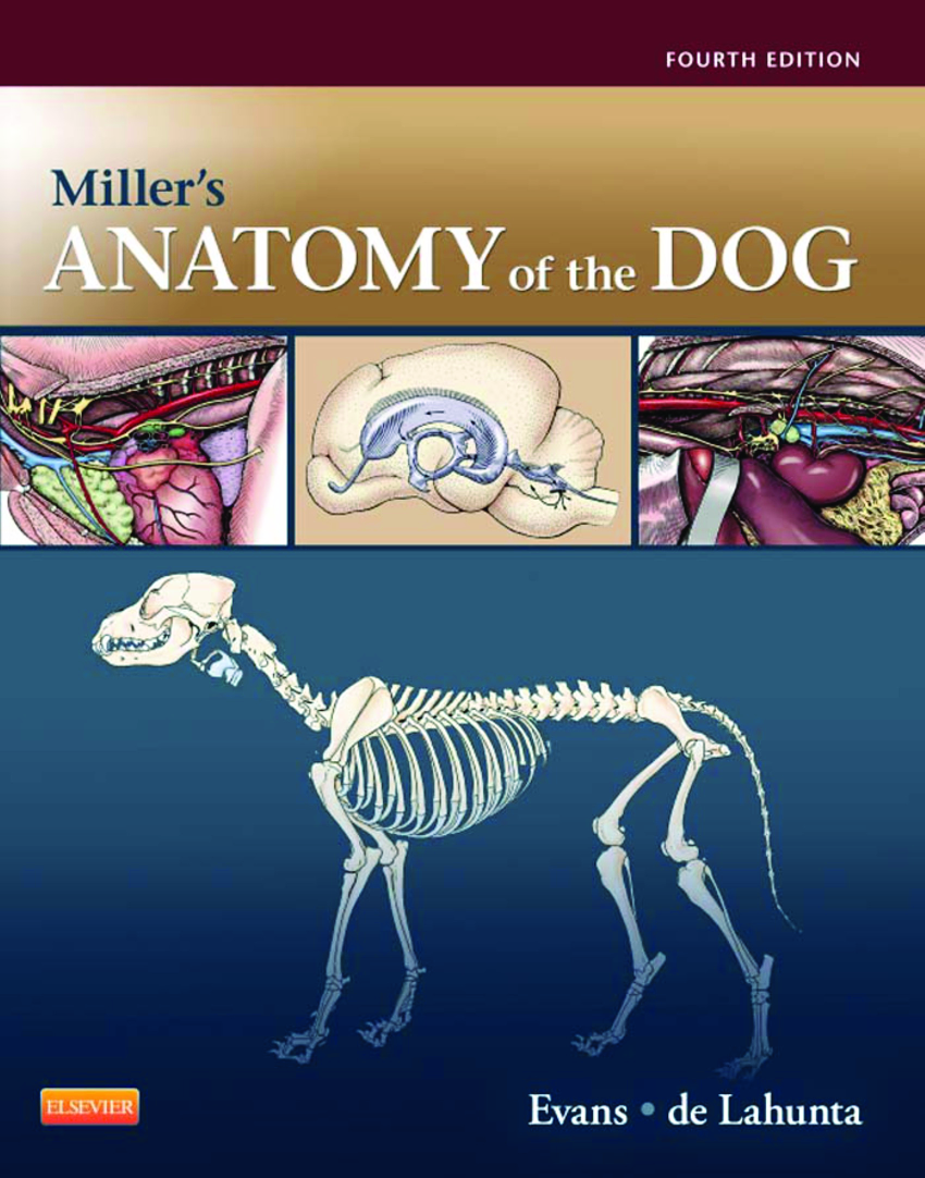 Top 139+ Animal anatomy pdf