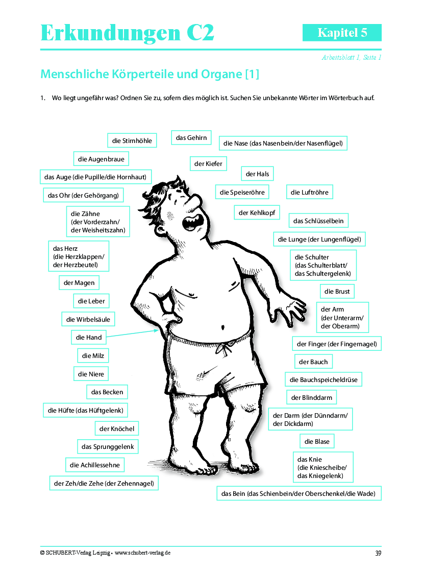 menschliche Korperteile und Organe Pobierz pdf z Docer.pl