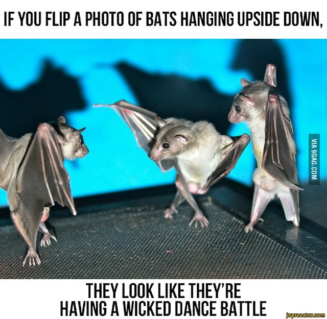 IF YOU FLIP A PHOTO OF BATS HANGING UPSIDE DOWN,THEY LOOK LIKE THEYRE
