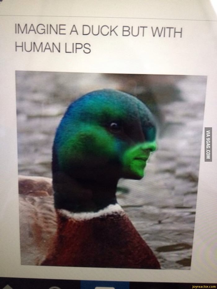 IMAGINE A DUCK BUT WITH HUMAN LIPS / 9gag / funny pictures & best jokes