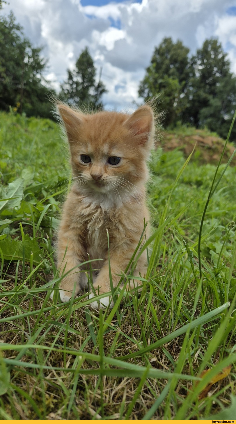kitten cats / funny posts, pictures and gifs on JoyReactor