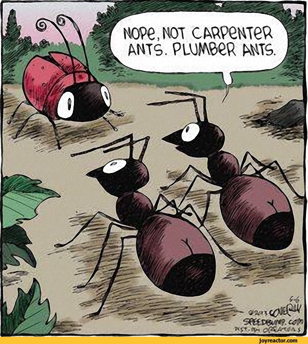 ants pictures and jokes / funny pictures & best jokes comics, images