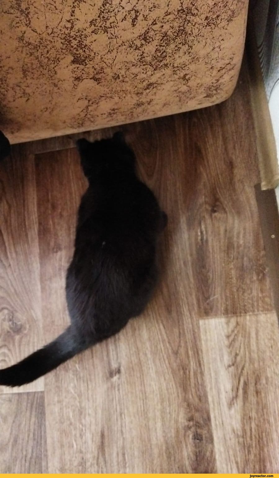 cat sandbox JoyReactor