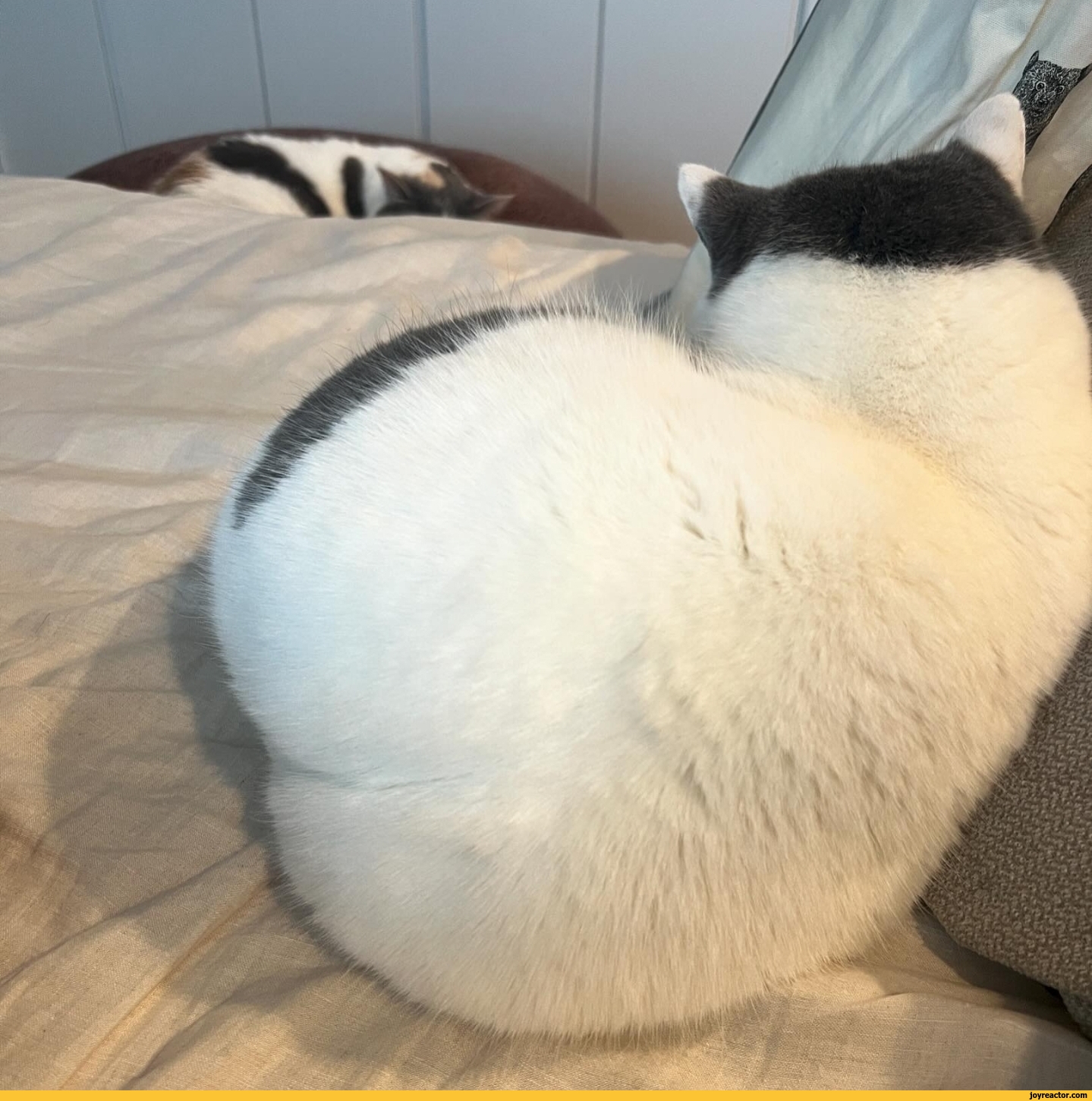 cats furry butt JoyReactor