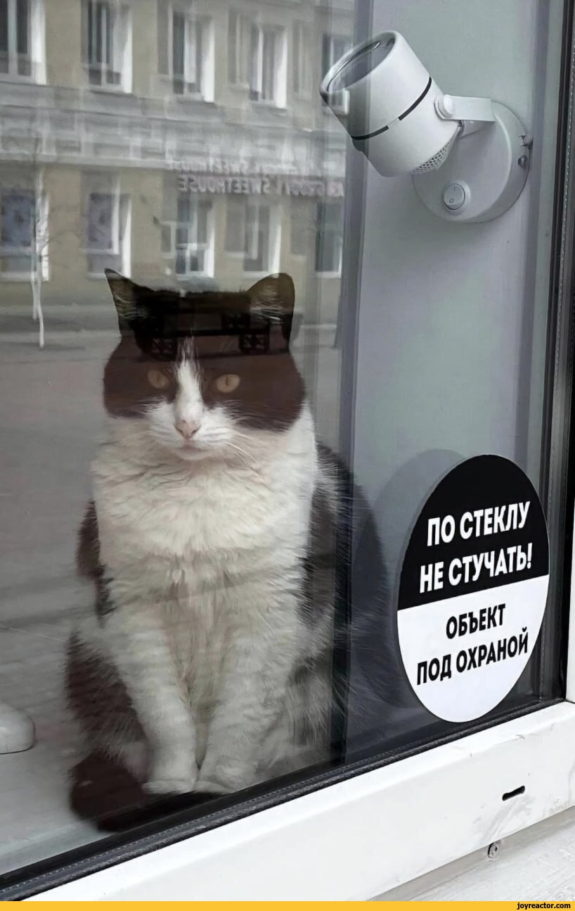 window / funny posts, pictures and gifs on JoyReactor