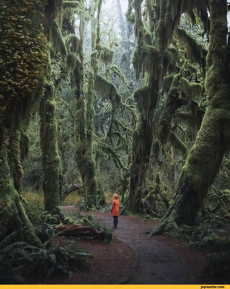 forest pictures and jokes / funny pictures & best jokes comics, images