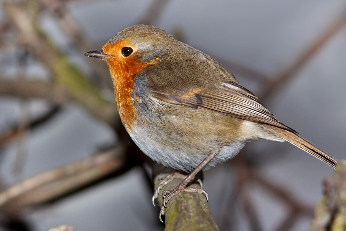 L'occhio del pettirosso JuzaPhoto
