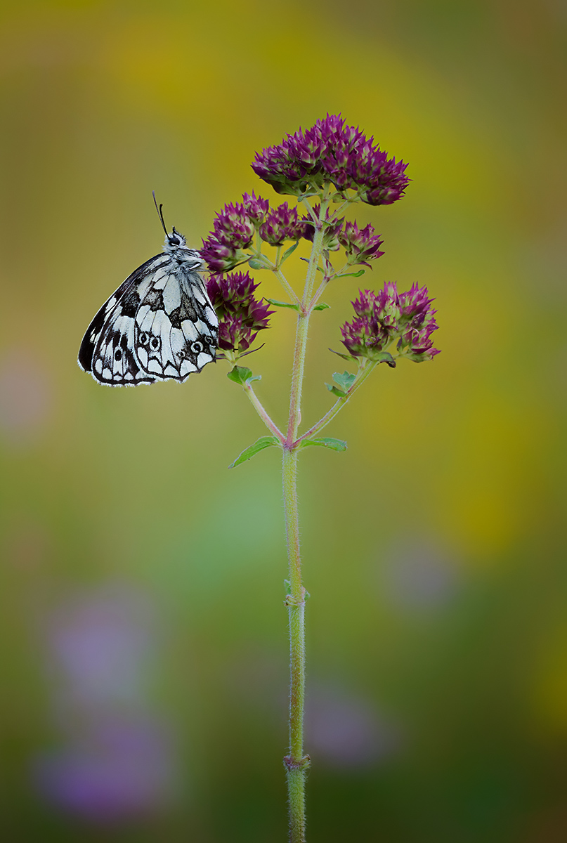 Dreaming a flower JuzaPhoto