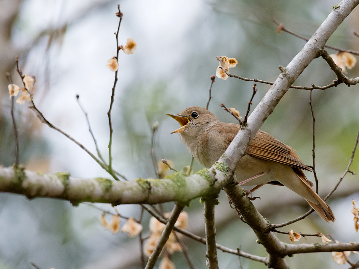 Usignolo in canto JuzaPhoto