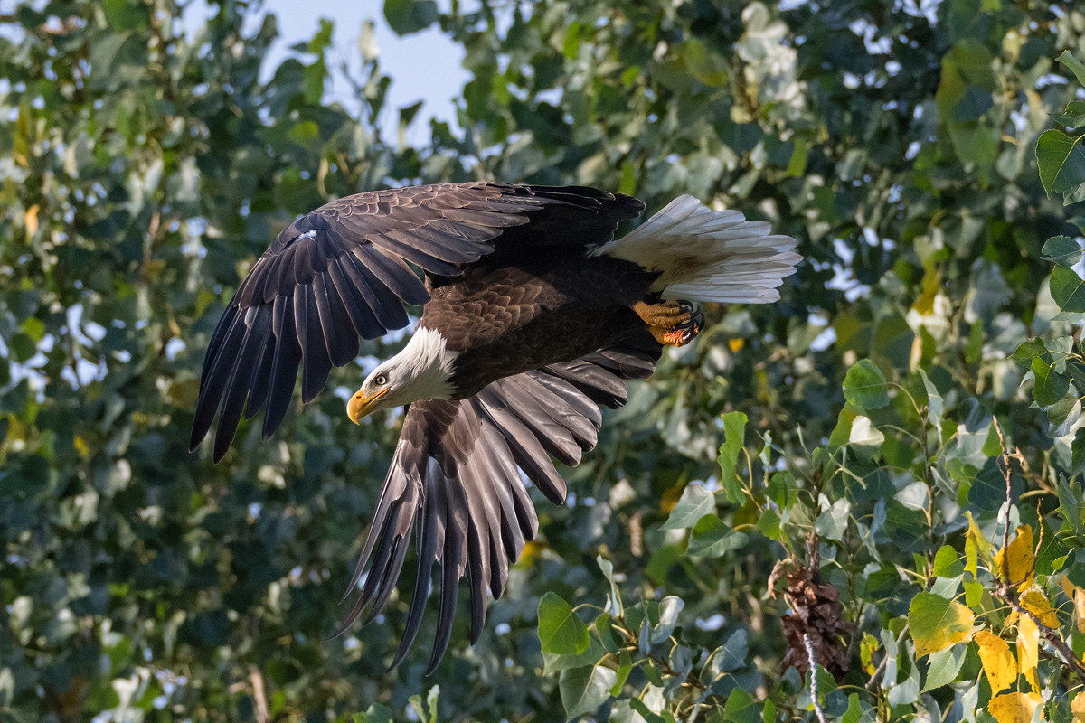 Bald Eagle , Wisconsin JuzaPhoto