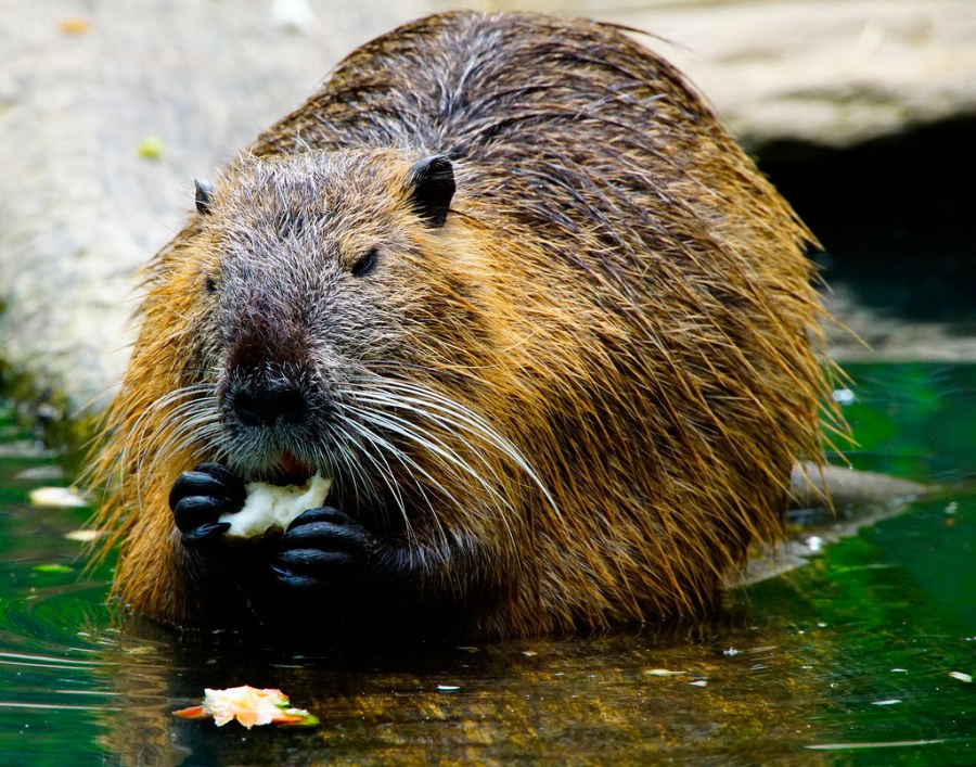 Sí has comido vainilla hecha a partir del ano de un castor
