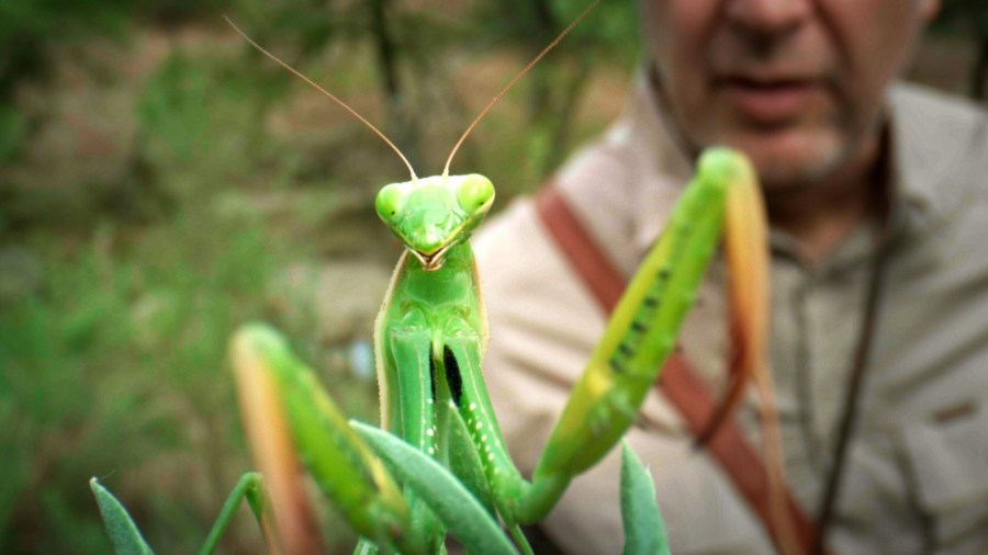 Mantis religiosas 7 curiosidades sobre las mantis que te sorprenderán
