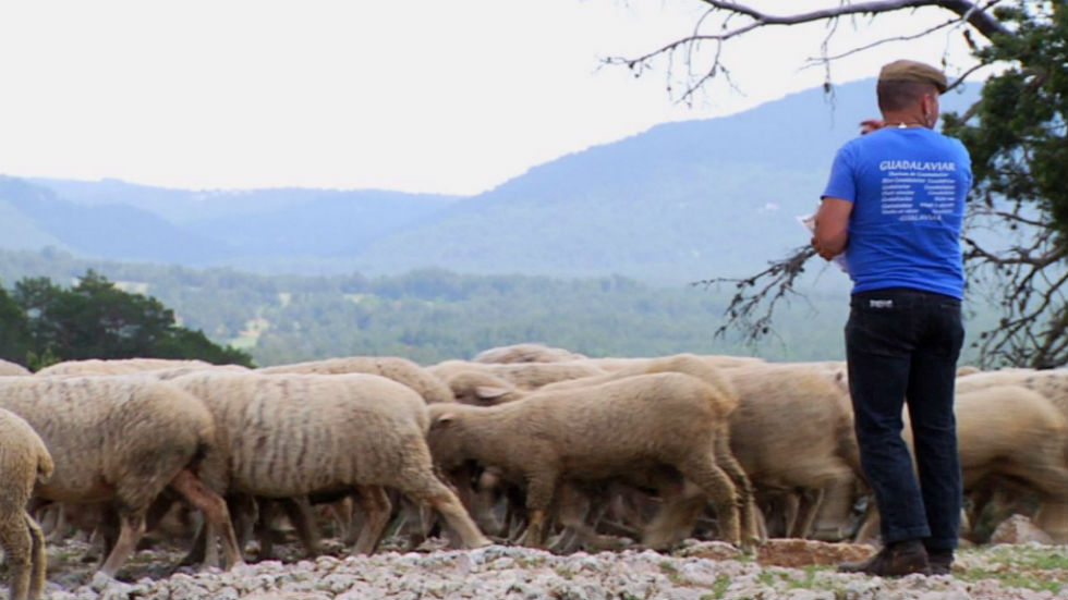 Qué es la trashumancia