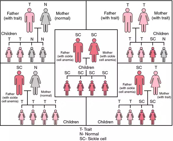Sickle cell definition of sickle cell by Medical dictionary