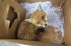 Public warned not to keep fox cubs as pets · TheJournal.ie
