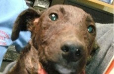 Cara Rescue Dogs Mountmellick Co Laois Mejor Camas para Perros