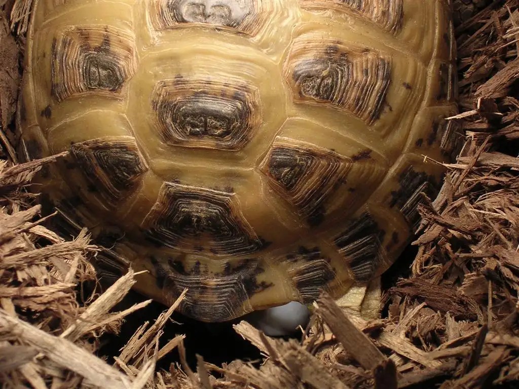 My tortoise laid more eggs tonight Dendroboard