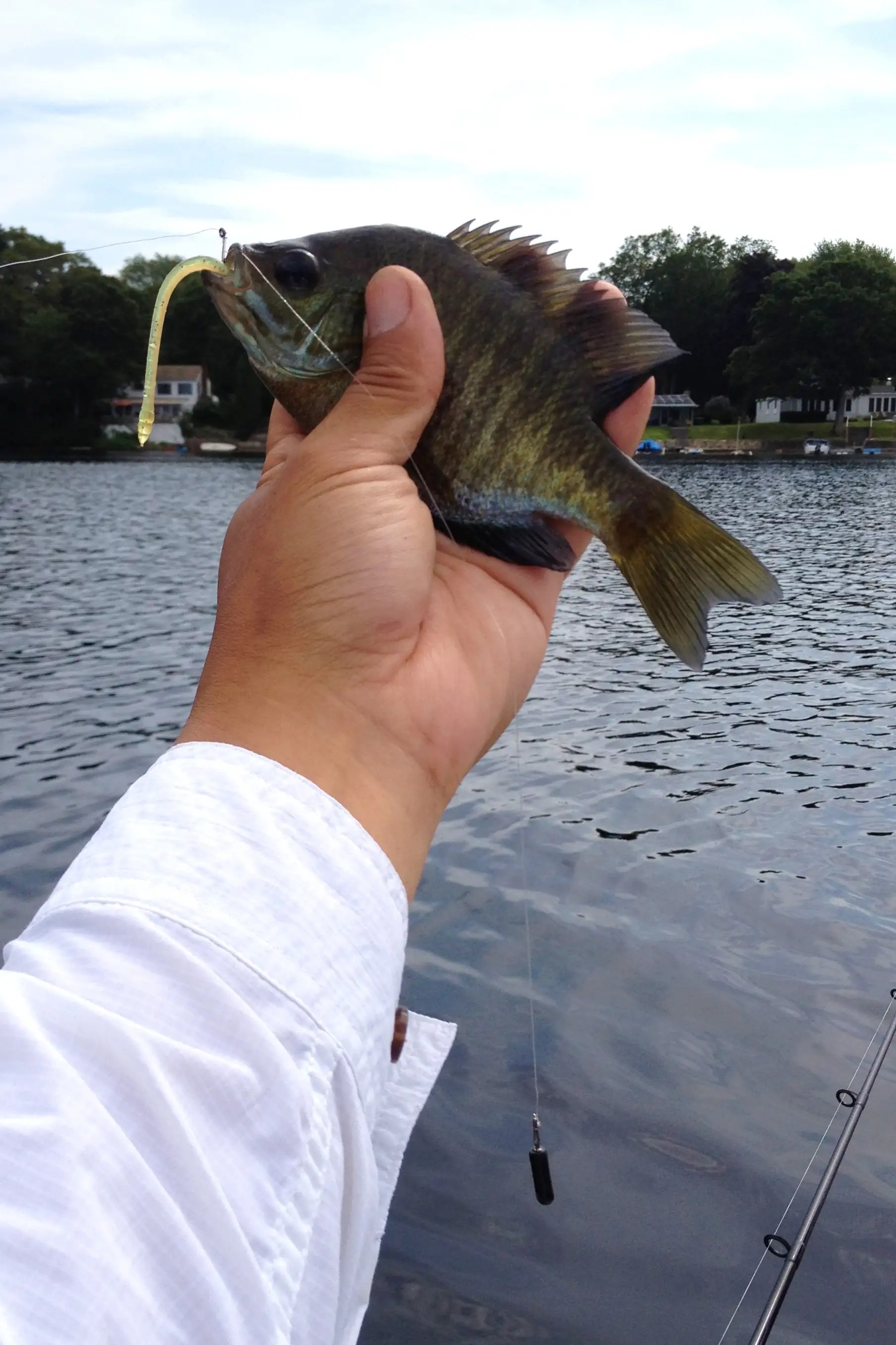 Rogers Lake 08/14 Connecticut Lake Reports ( CT Lake