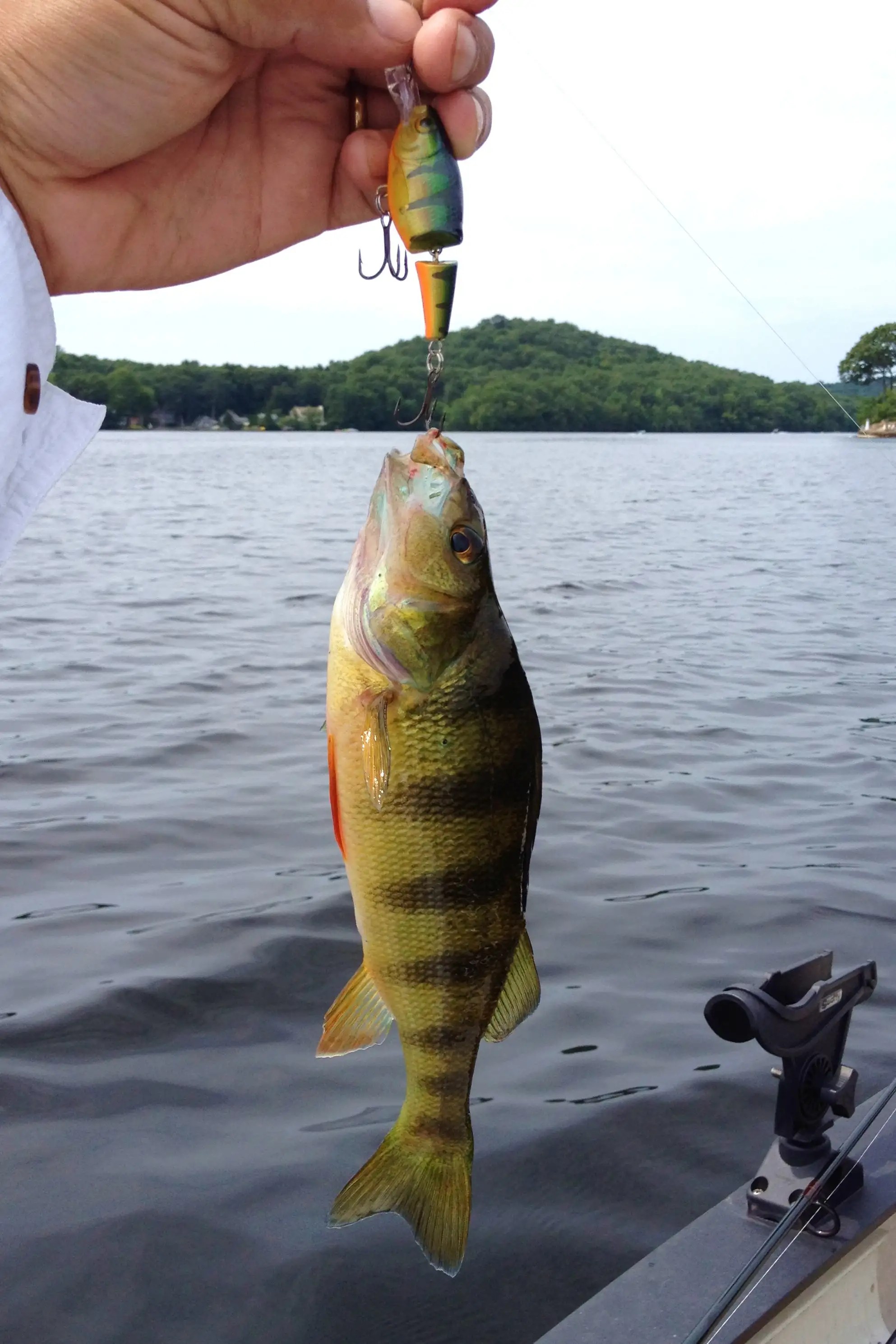 Rogers Lake 08/14 Connecticut Lake Reports ( CT Lake