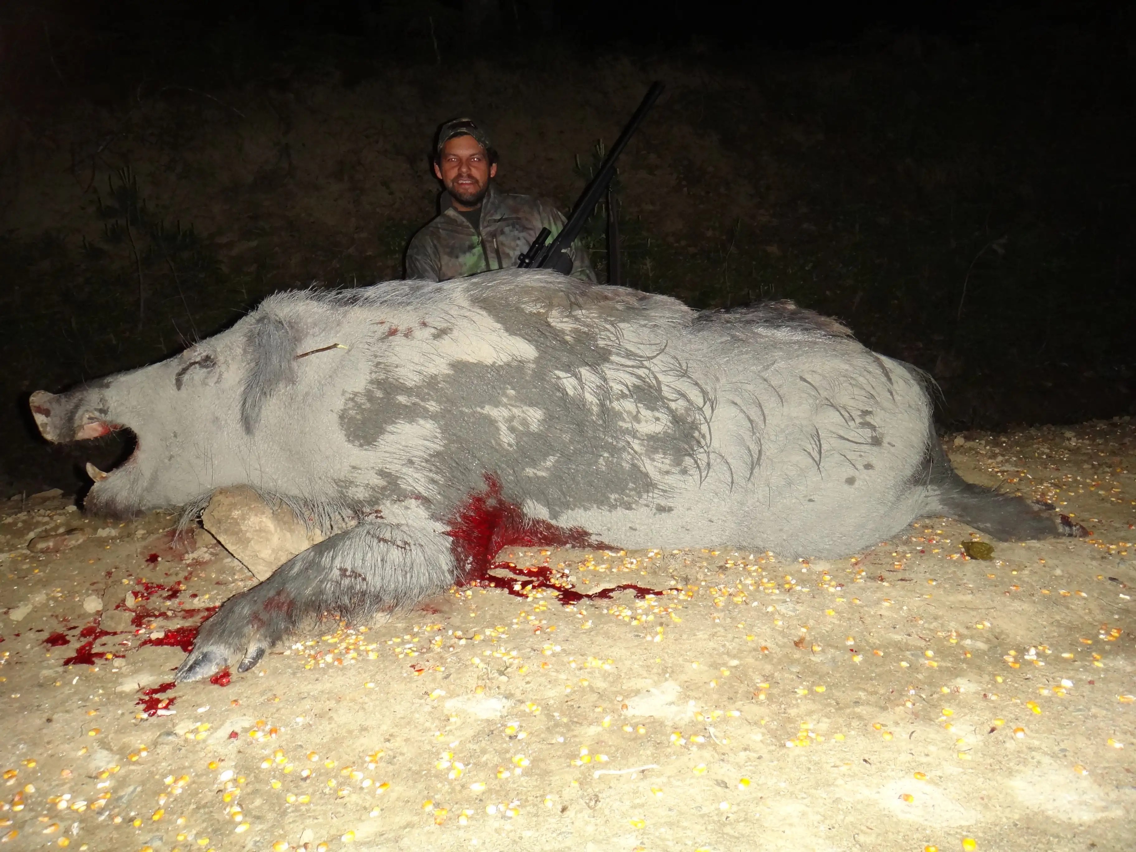 TURKISH HOGS ( WILD BOARS ) !!!!!! PredatorMasters Forums