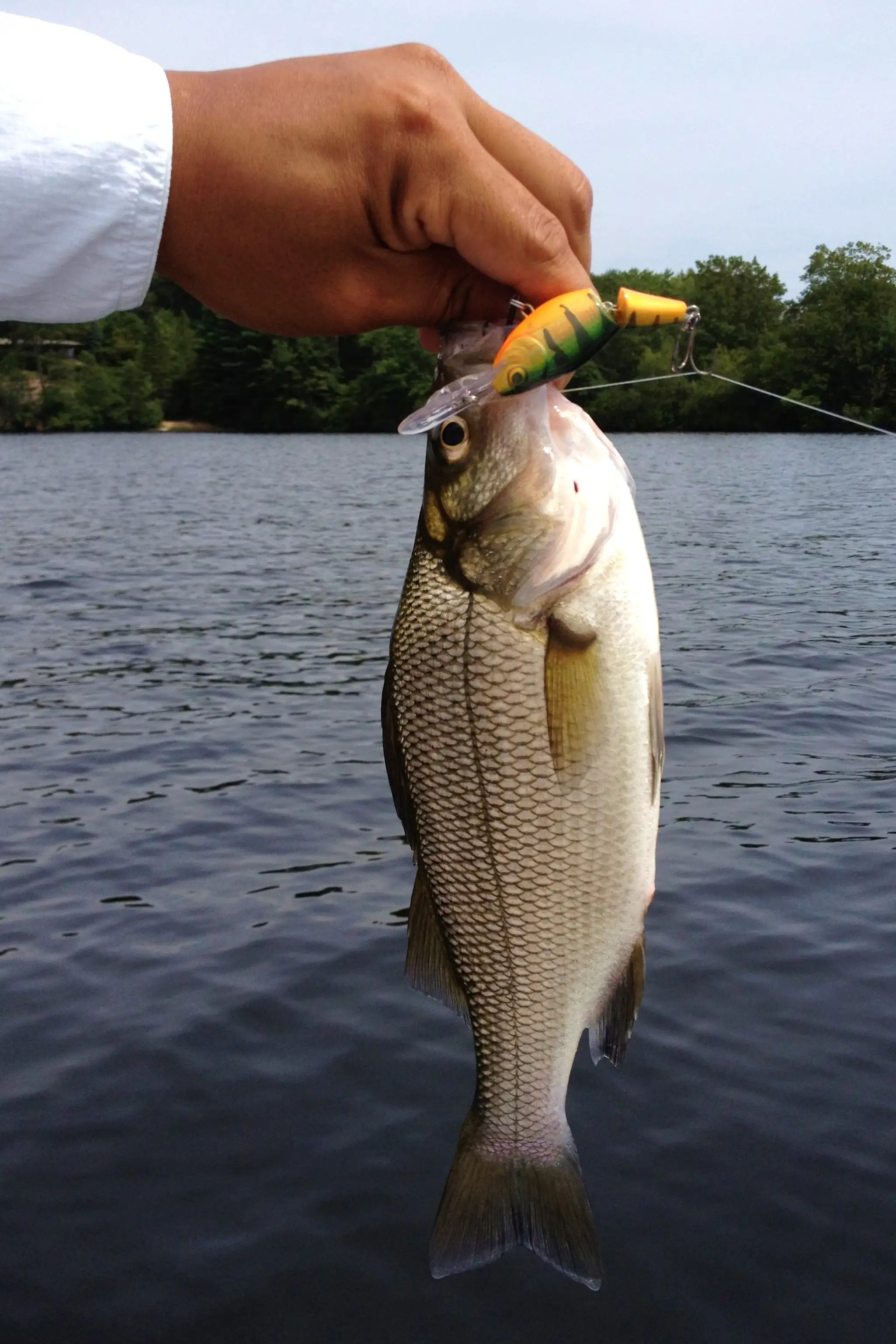 Rogers Lake 08/14 Connecticut Lake Reports ( CT Lake