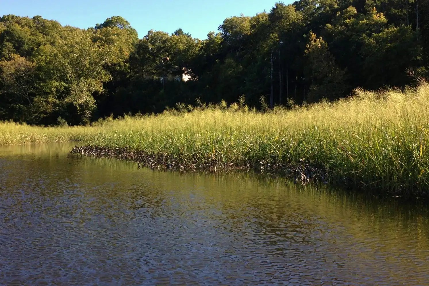Wild Rice along the Connecticut River 09/24