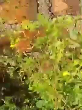 Lagi Viral Terciduk Ngentot Sama Pacar Dood Stream