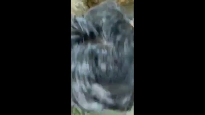 Memang Paling Enak Sambil Berenang Video Viral Bokep31