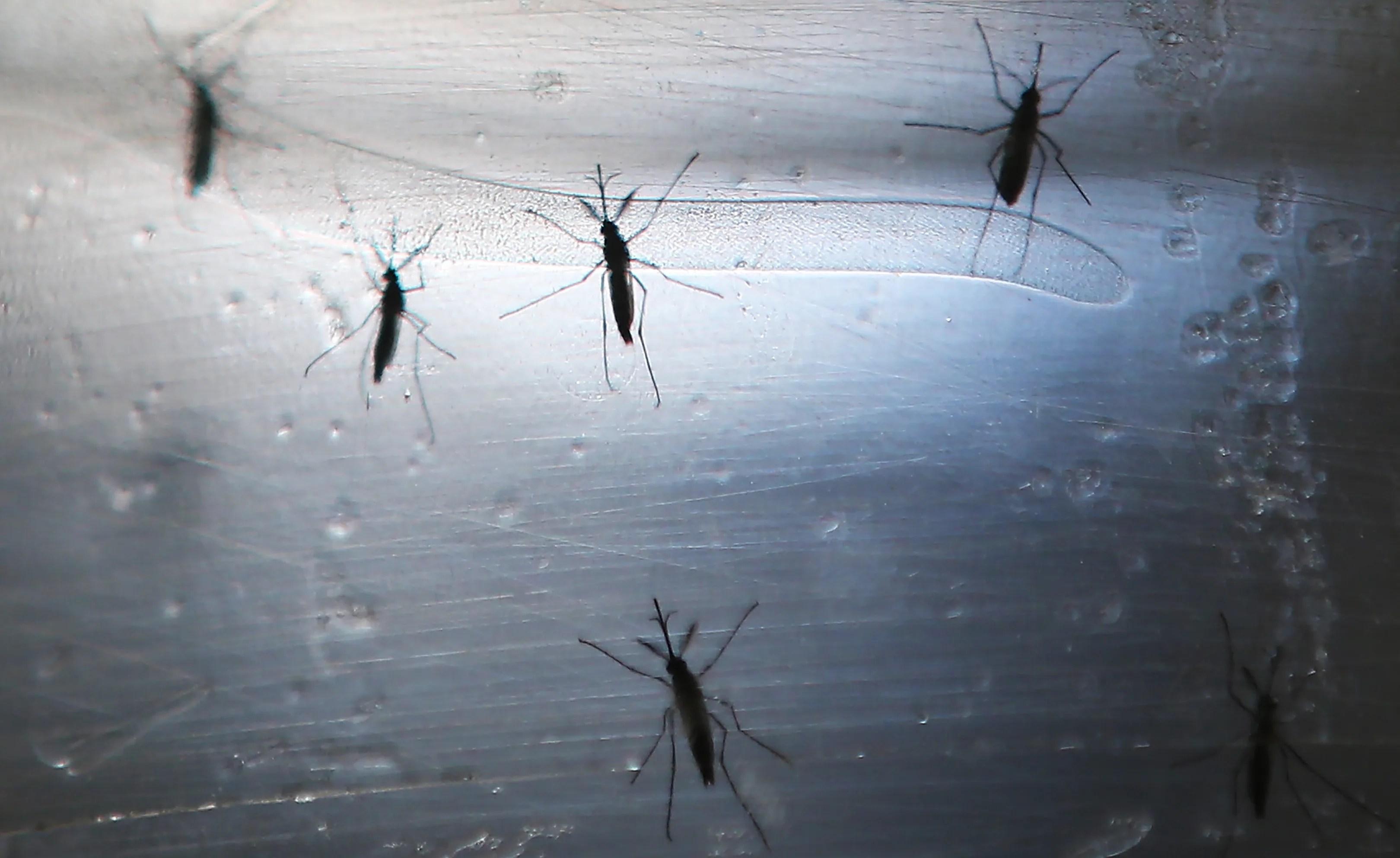 Is Zika In Costa Rica? Mosquitoes In The Area Are Transmitting The Disease