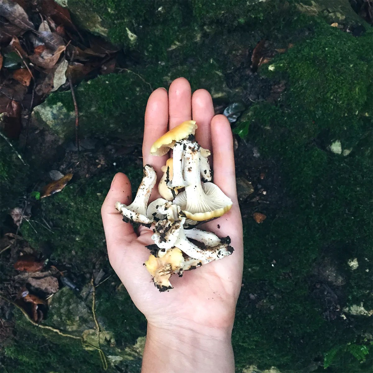 The Beginner’s Guide To Mushroom Hunting
