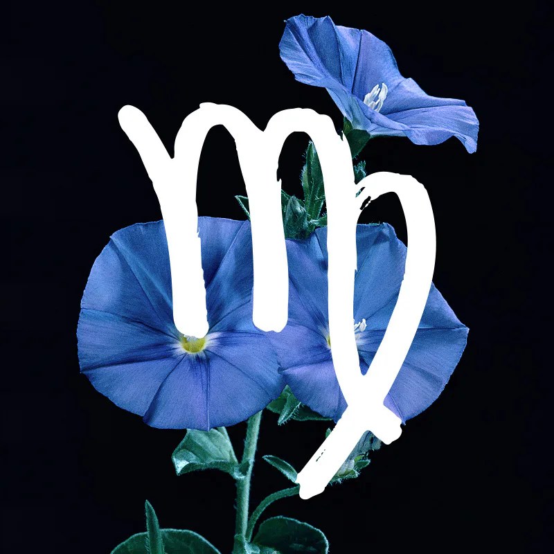 What Valentine's Day Flowers To Give, Based On Zodiac Sign