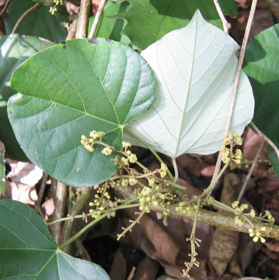 How To Poisoning Worlds Most Poisonous Plants (Page 2)