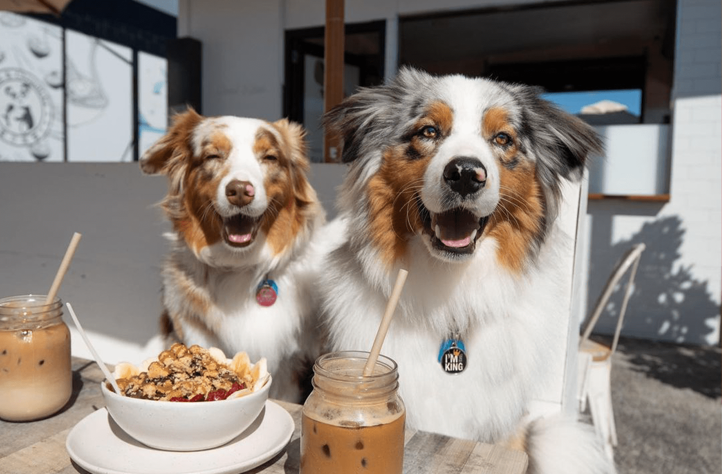 The Gold Coast's Best DogFriendly Cafes 2024 URBAN LIST GOLD COAST