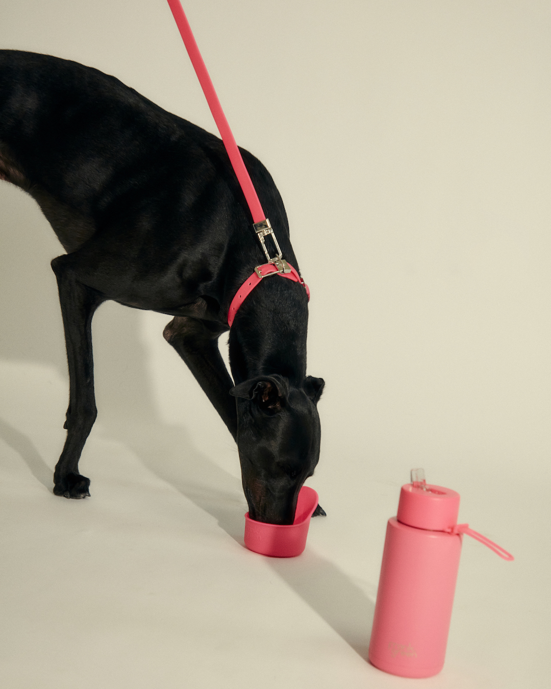 Water Bottles Frank Green Has Dropped A Range Of Pet Products